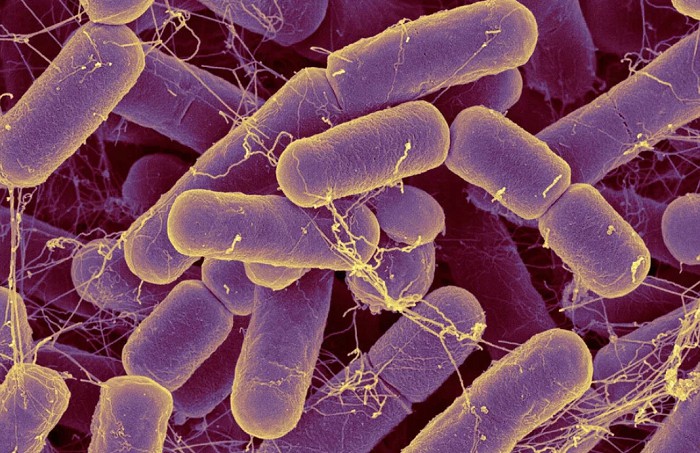 Бактерии (бациллы) под микроскопом