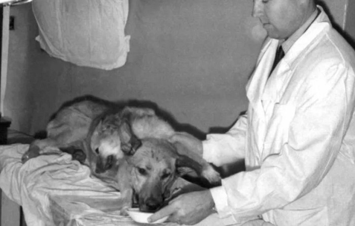 Чудо трансплантологии — одна из 20 собак, которым В.П. Демихов пересадил вторую голову