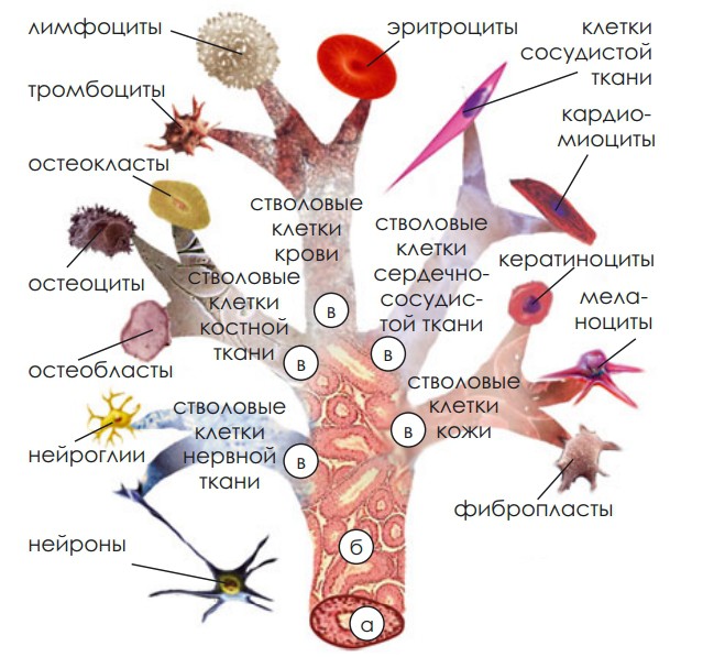 «Родословное древо» стволовых клеток