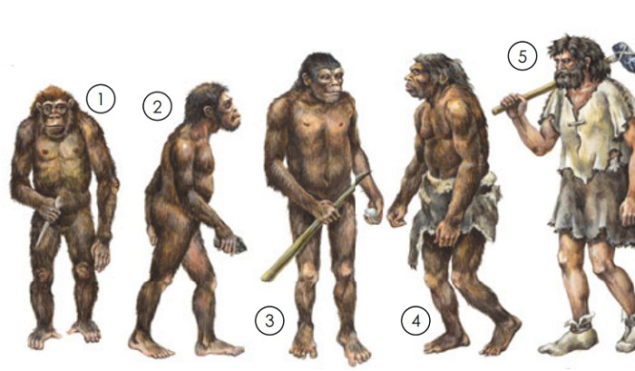 Эволюция человека, виды человека