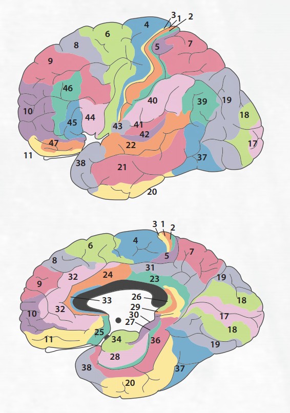 Поля коры головного мозга по Бродману. Важнейшие поля КБПГМ по Бродману. Цитоархитектонические карты головного мозга человека. Brain карта