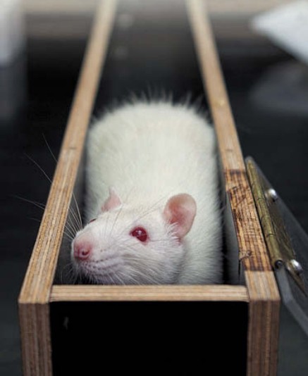 эксперименты на крысах