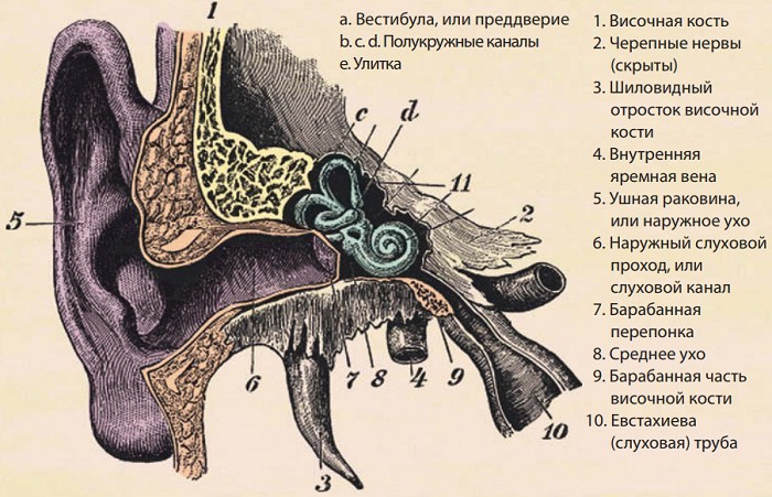 Внутреннее ухо находится в кости. Строение уха височная кость. Анатомия внутреннего уха височной кости. Слуховая труба височной кости.