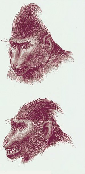 Выражения эмоций высших приматов