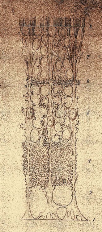Один из первых рисунков клеток сетчатки глаза, выполненный в 1872 году Максимиллианом Шульцем