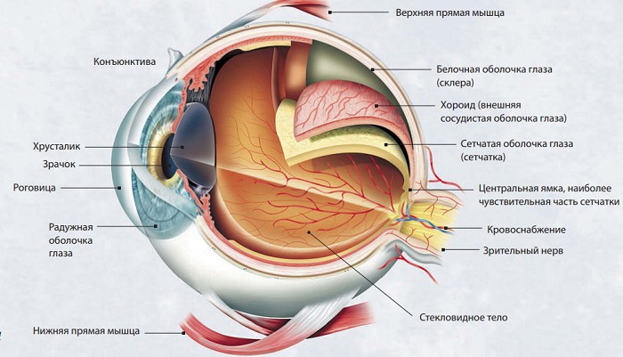 Современная схема строения человеческого глаза