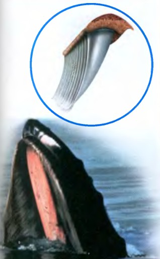 Горбатый кит и гребень его китового уса (на врезке)