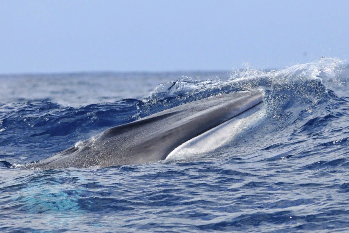 Синий кит над поверхностью океана