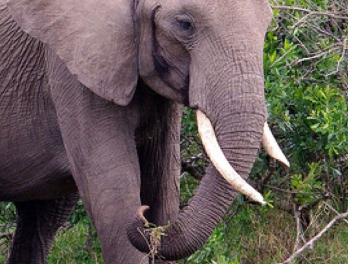 Бивни слона