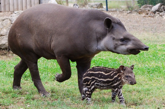 Тапиры - мама и малыш