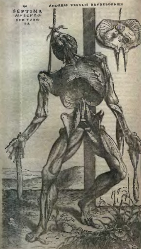 Рисунок, сделанный Андреасом Везалием (1514—1564) для его книги «De corpore humani fabrica» («Устройство человеческого тела»)