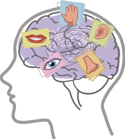 Мозг и органы чувств