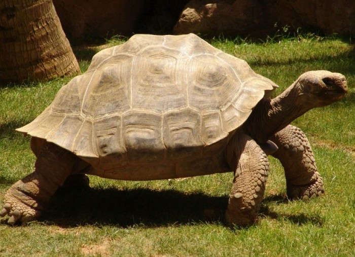 Галапагосская черепаха 