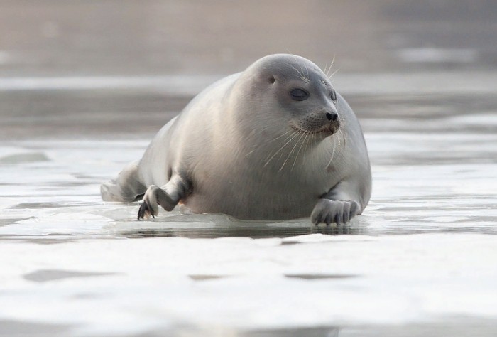Арктический кольчатый тюлень