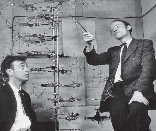 Джеймс Уотсон и Фрэнсис Крик в своей лаборатории. 1953 г.
