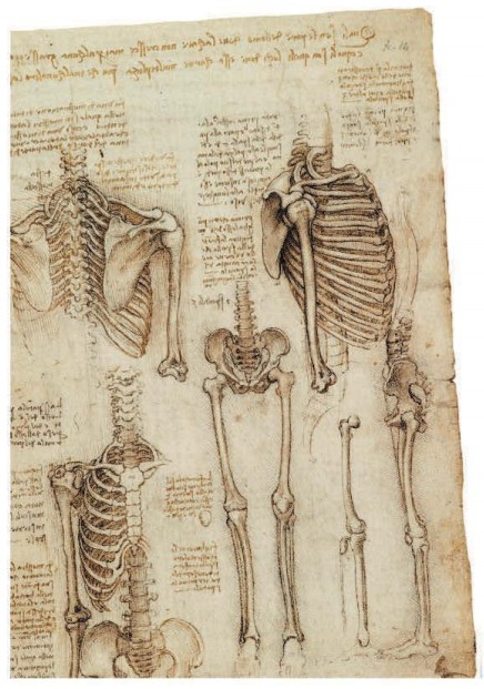 Леонардо да Винчи. Анатомические штудии костей таза и грудной клетки. 1501-1511 гг.