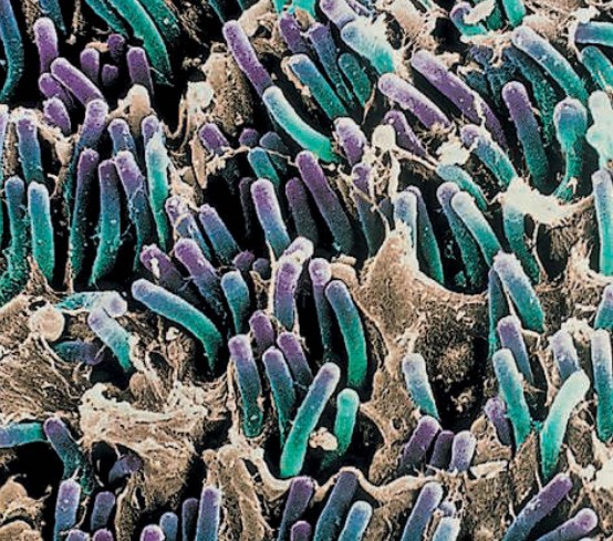 Палочки и колбочки под микроскопом