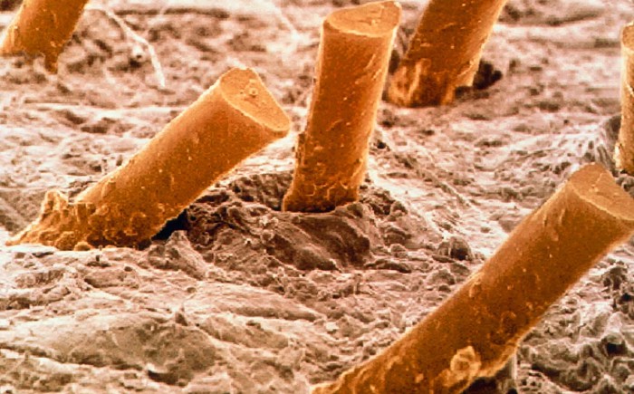 Как выглядит человеческий волос под микроскопом