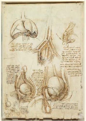 Леонардо да Винчи. Рисунок мужской репродуктивной системы. Около 1508 г.