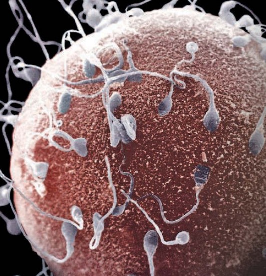 Яйцеклетка в окружении сперматозоидов