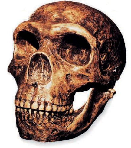 череп неандертальского человека