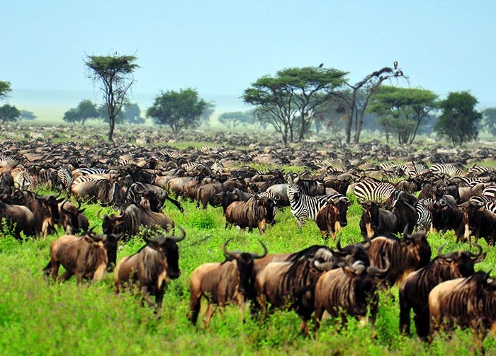 Национальный парк Серенгети в Танзании