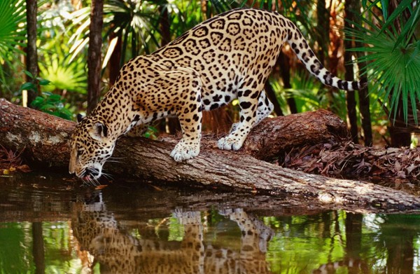 южноамериканский ягуар