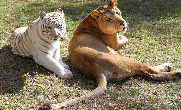 лев и тигр