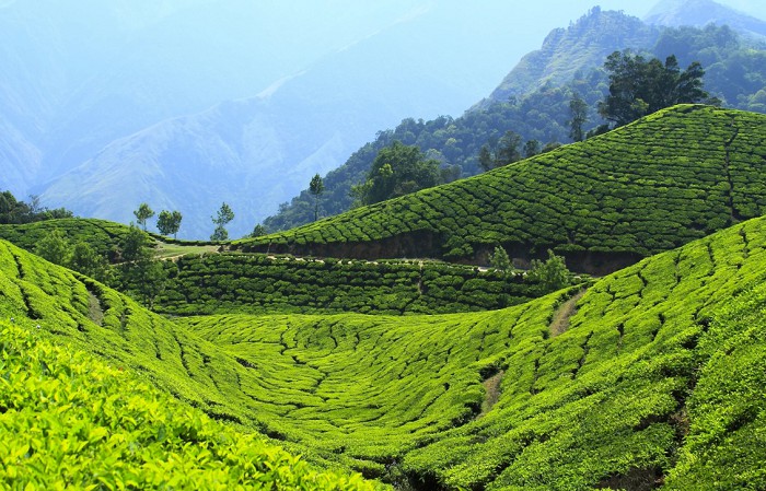 Чайная плантация в окрестностях города Кунура. Тамилнад