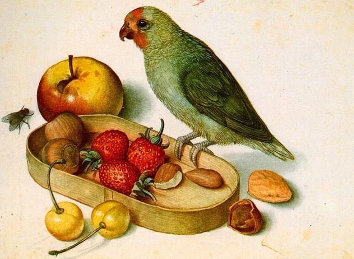 Натюрморт с маленьким попугаем. Георг Флегель. Первая половина XVII в.