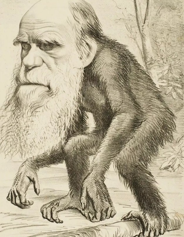 «Почетный орангутан». Карикатура на Дарвина. 1871 г.