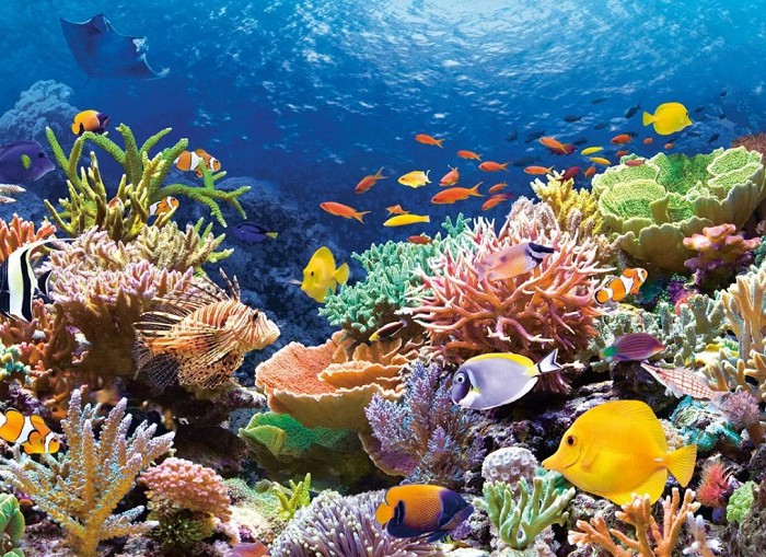 Биоразнообразие коралловых рифов