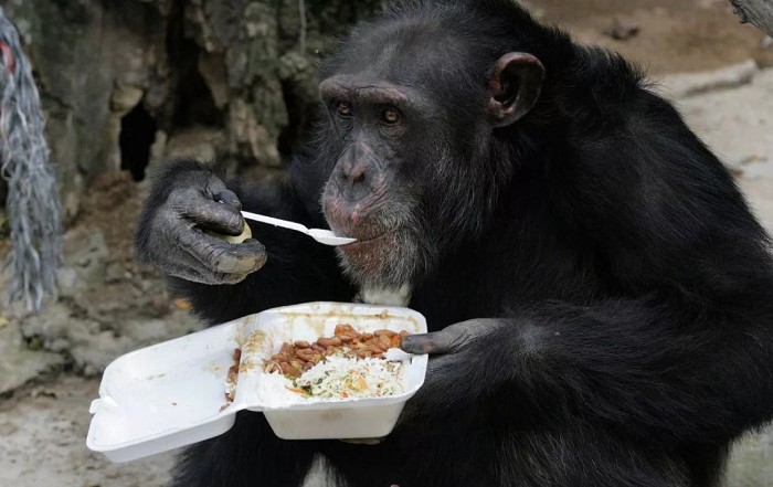 обезьяна ест