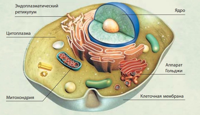 строение типичной клетки животного