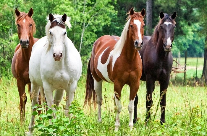 лошади разных цветов