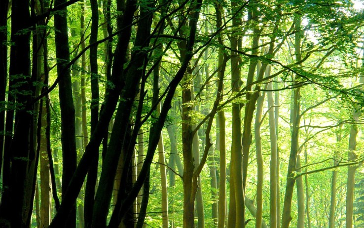 Девственные буковые леса Карпат и Германии
