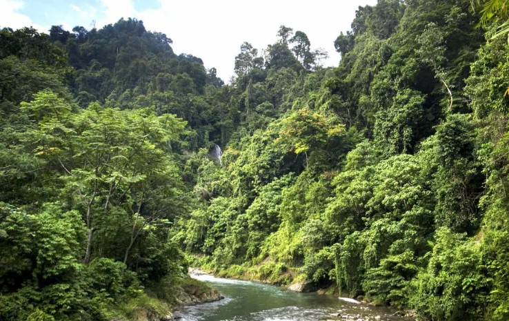 Девственные влажно-тропические леса Суматры