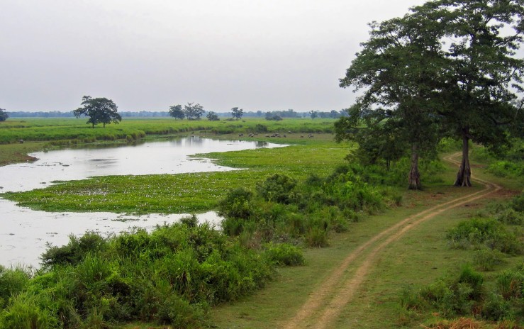 Национальный парк «Казиранга»