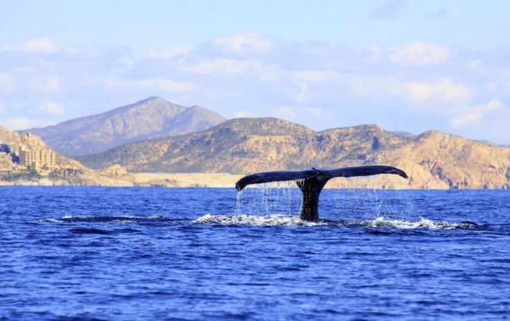 Резерват китов «Эль-Вискаино»