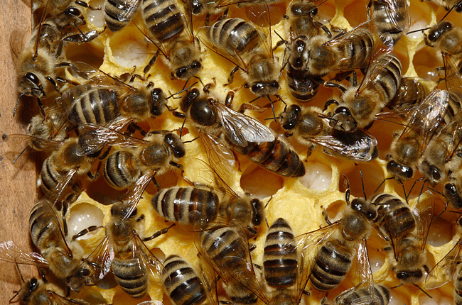Матка с рабочими пчёлами