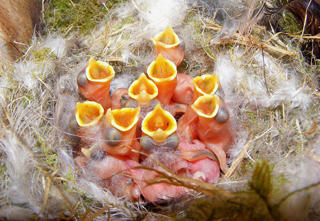 У птиц развита забота о потомстве. Забота о потомстве у птиц. Гнезда птиц забота о потомстве. Яйца синицы. Забота о потомстве у птиц примеры.