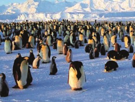 Пингвины — коренные жители Антарктиды