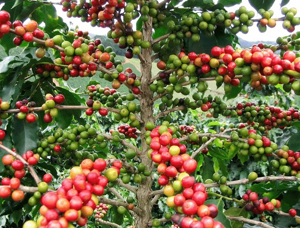 кофеное дерево