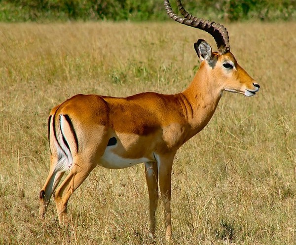 африканская антилопа импала
