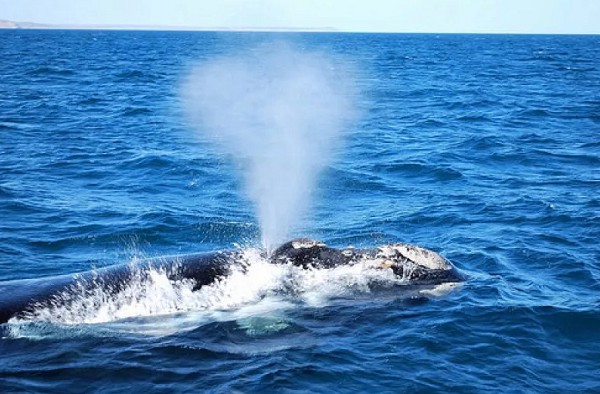 кит пускает фонтан