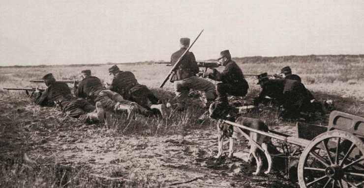 Для буксировки тяжелых пулеметов на фронте в бельгийской армии использовались сильные собаки