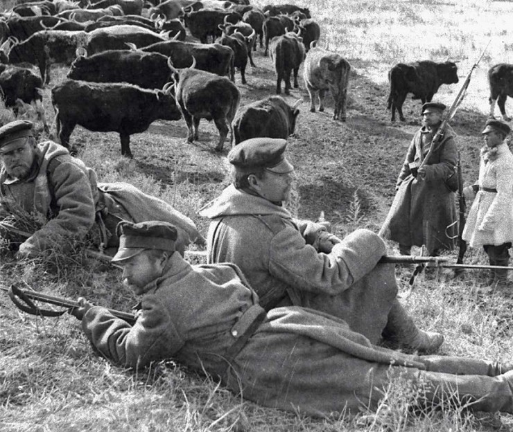 Группа русских солдат охраняет стадо быков, 1914 г.