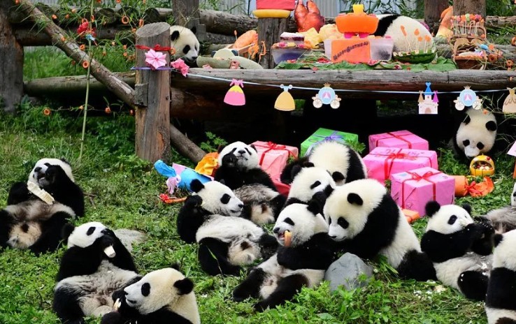 Панды собственность Китая