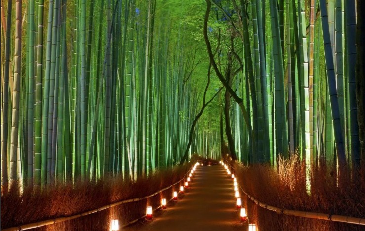 Бамбуковый лес в Киото