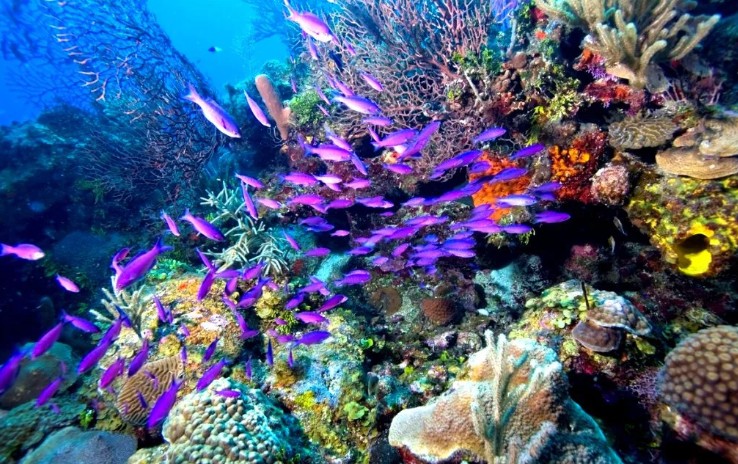 Подводный мир Белизского Барьерного рифа